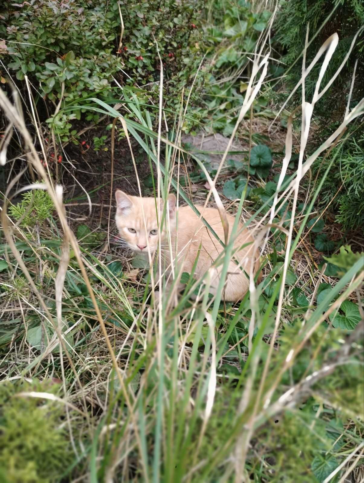 котята