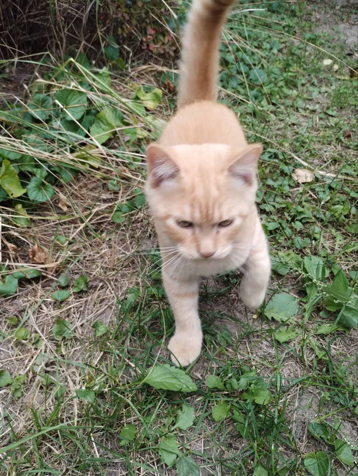 котята
