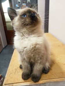 Кошенята невські маскарадні