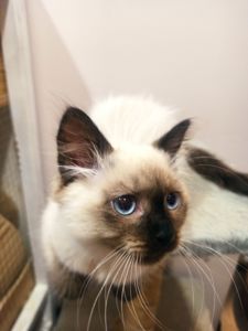 Кошенята невські маскарадні