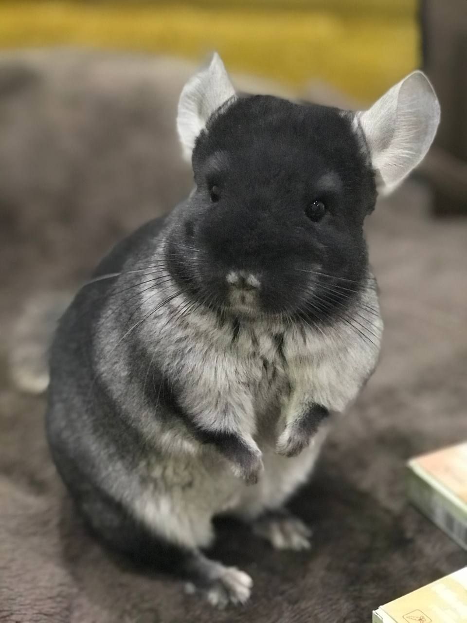 Шиншила