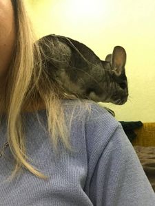 Шиншила