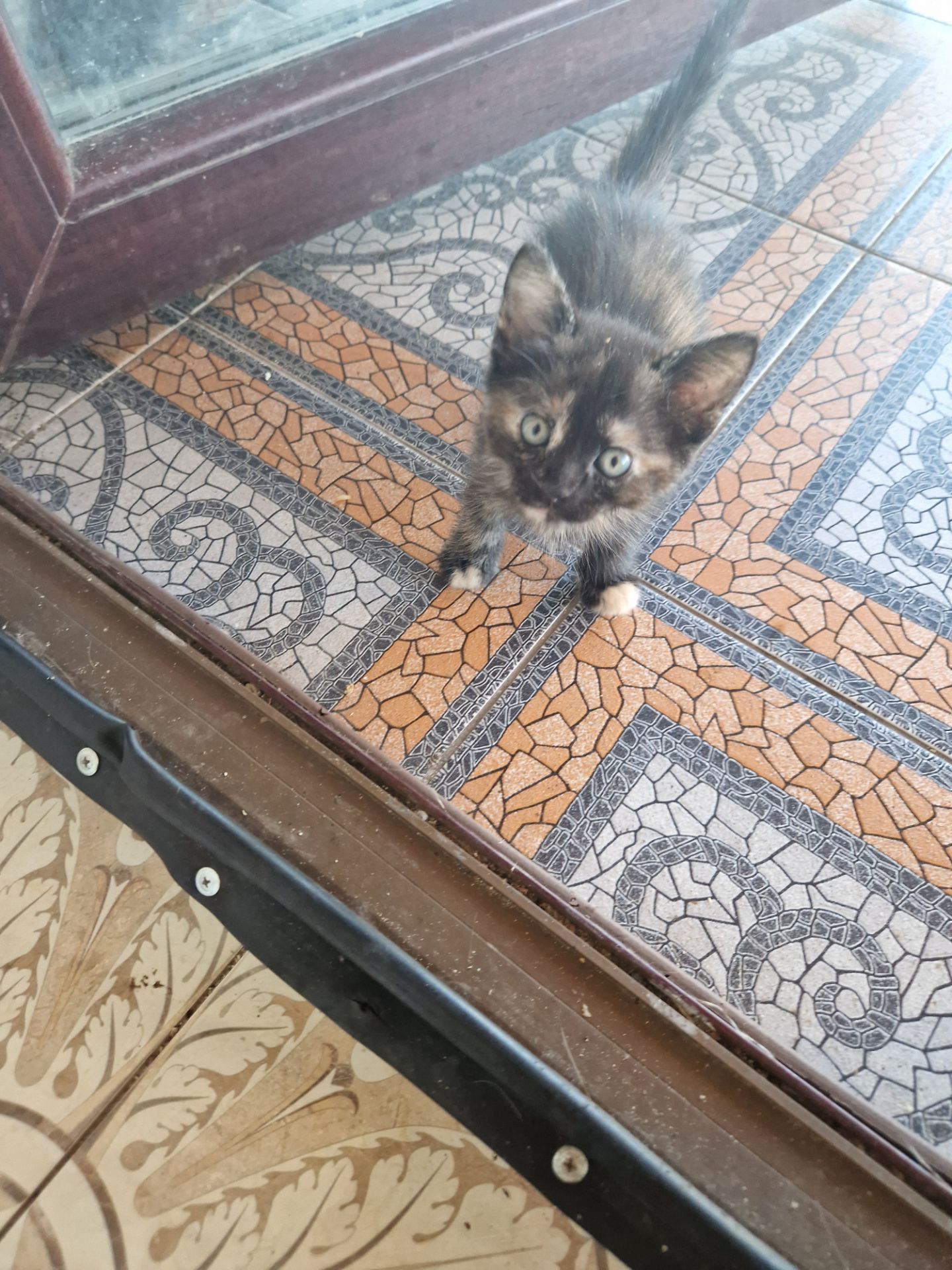 КОТОАмулет дівочого щастя фантастичного окрасу