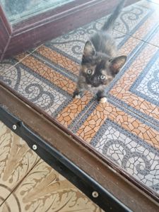 КОТОАмулет дівочого щастя фантастичного окрасу