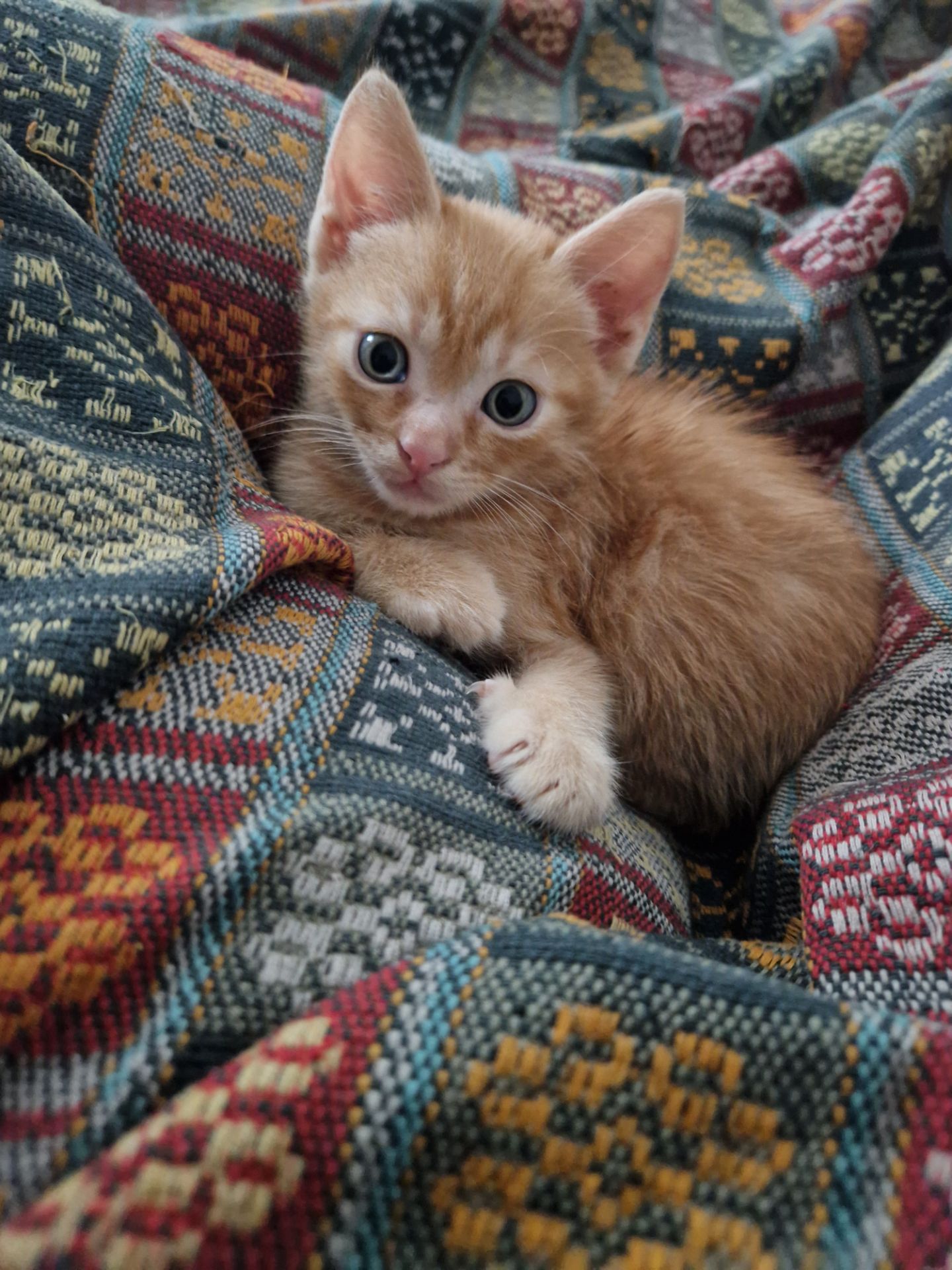 Кошеня хлопчик вік 1 місяць