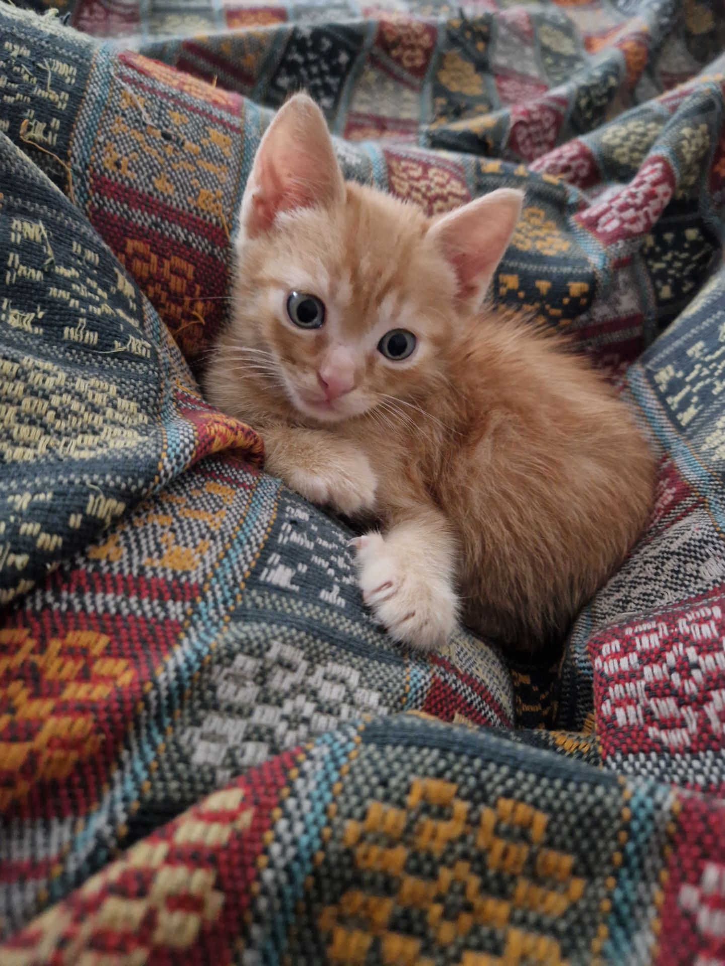 Кошеня хлопчик вік 1 місяць
