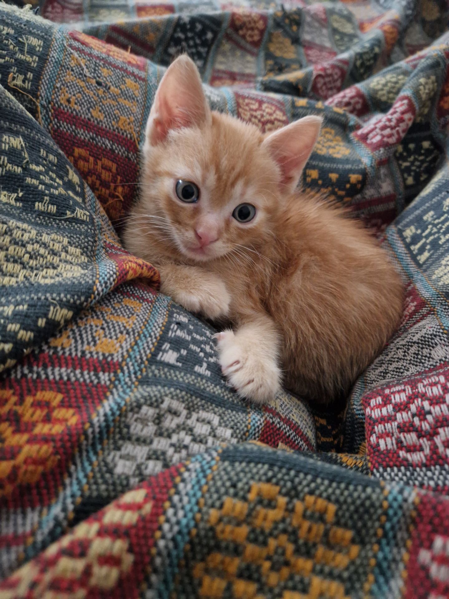 Кошеня хлопчик вік 1 місяць
