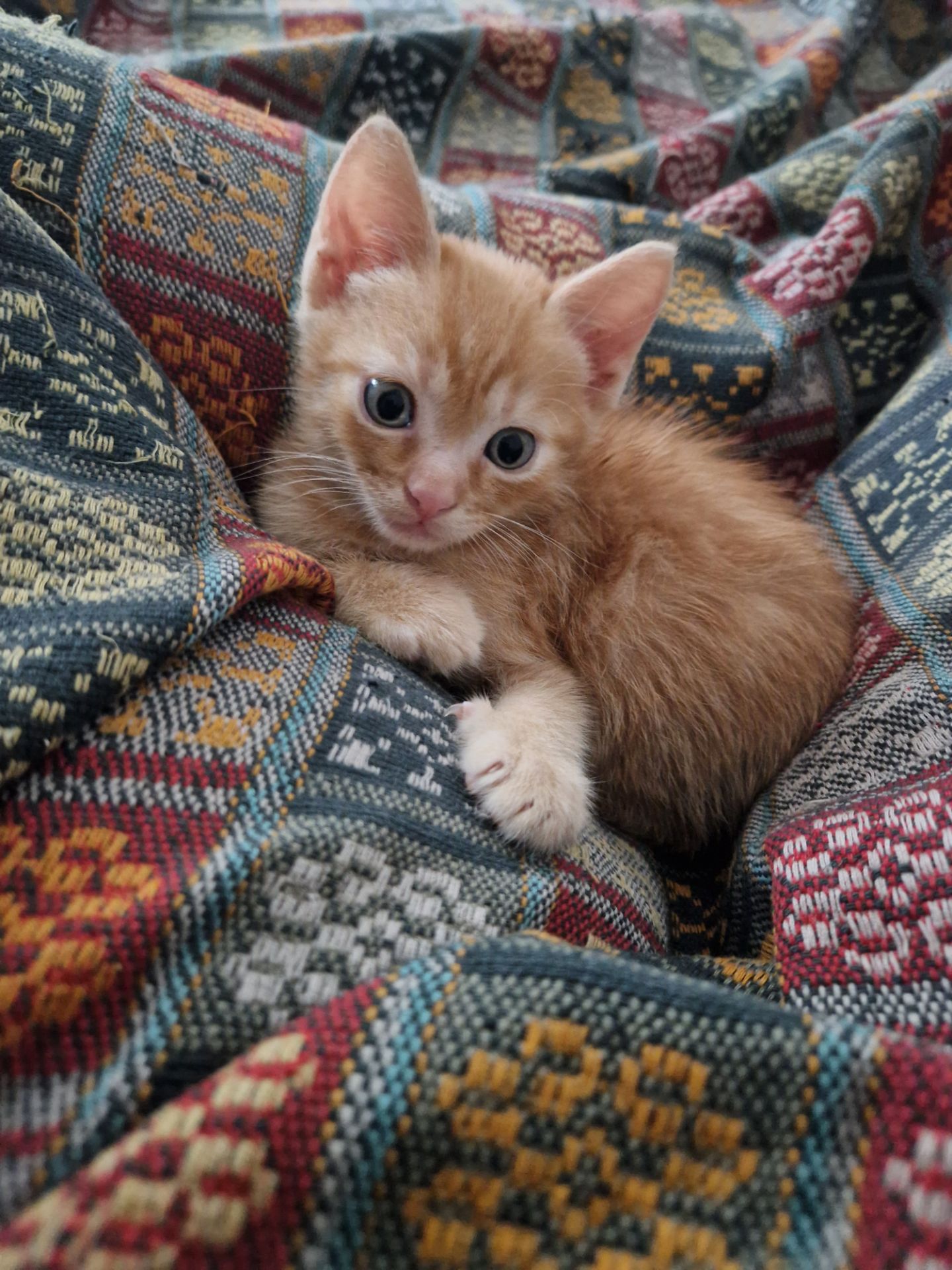 Кошеня хлопчик вік 1 місяць