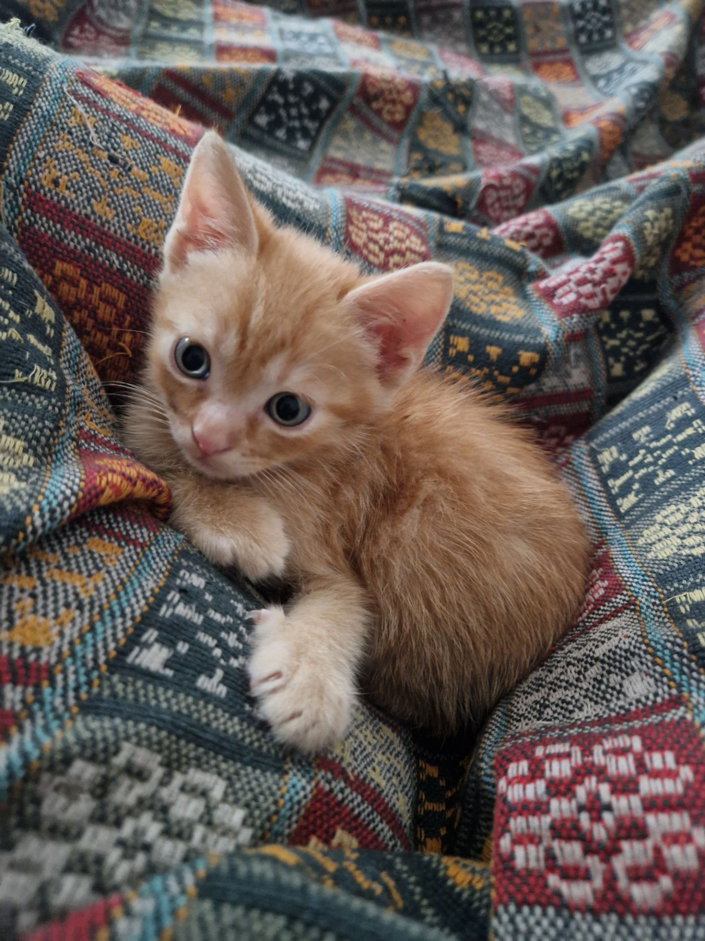 Кошеня хлопчик вік 1 місяць