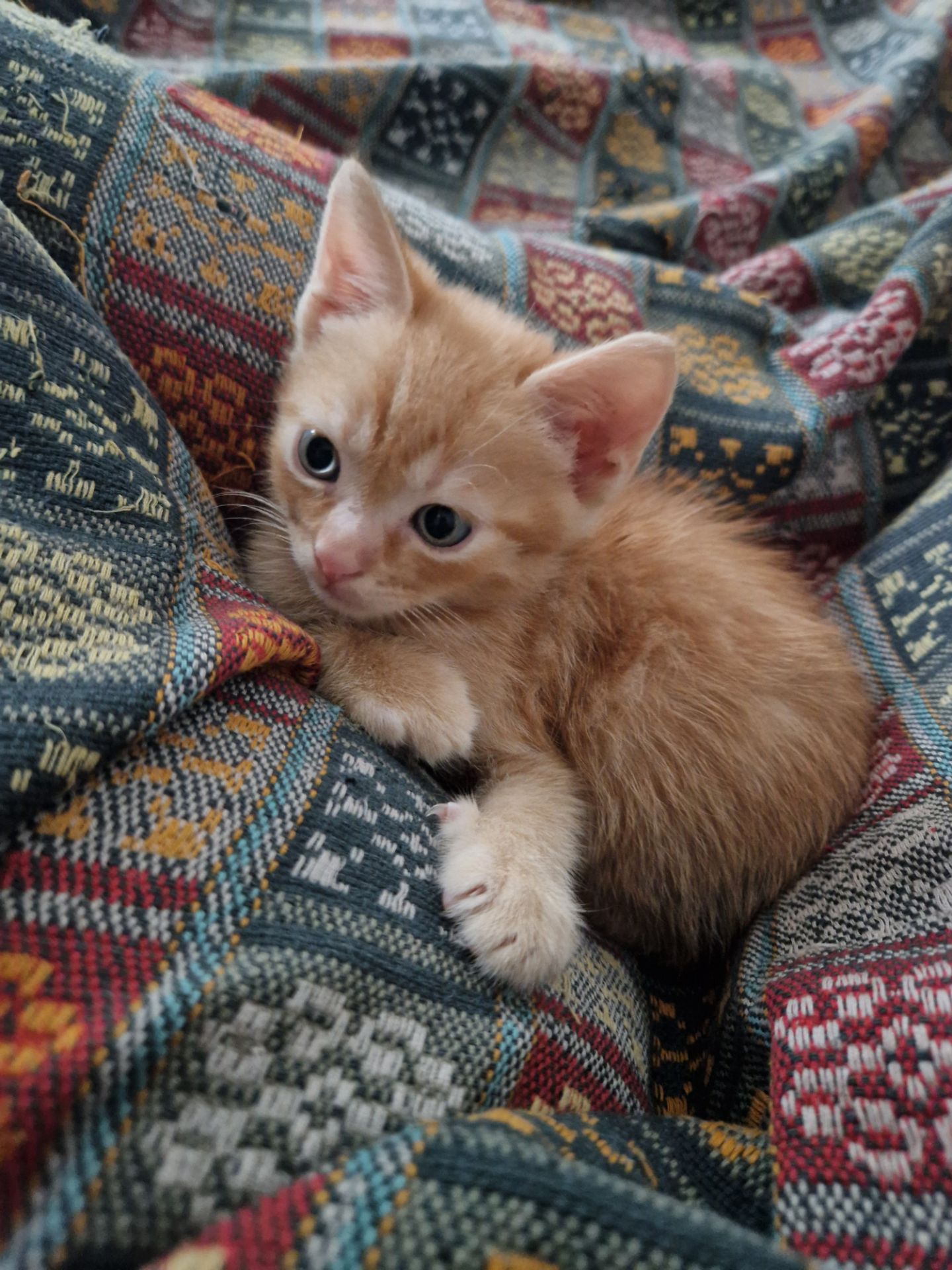 Кошеня хлопчик вік 1 місяць