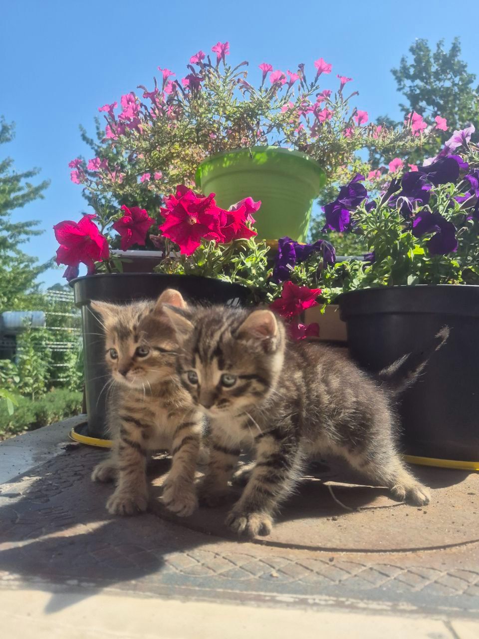 Кошеня мрії 😺