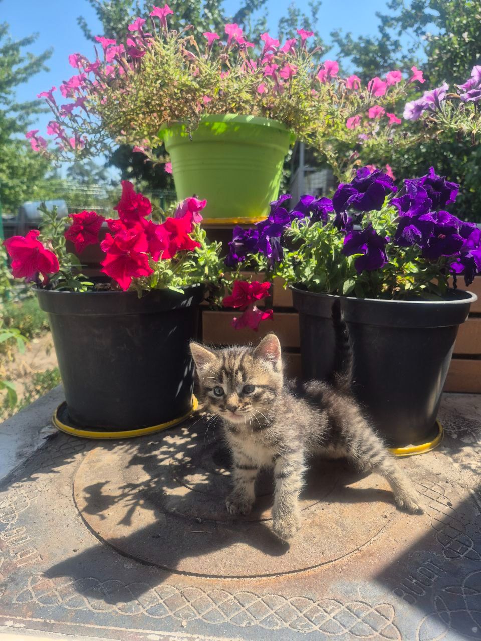 Кошеня мрії 😺