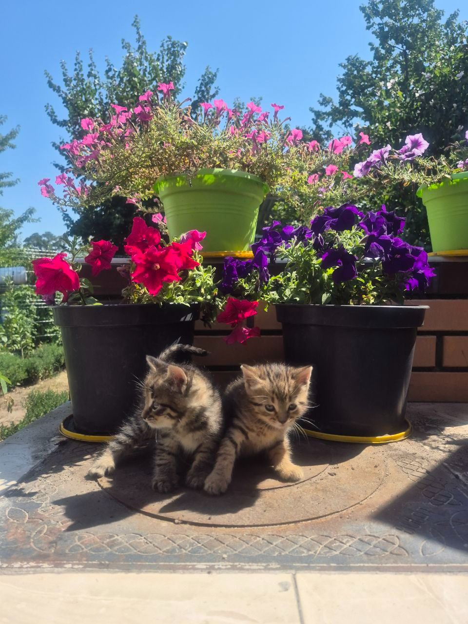 Кошеня мрії 😺