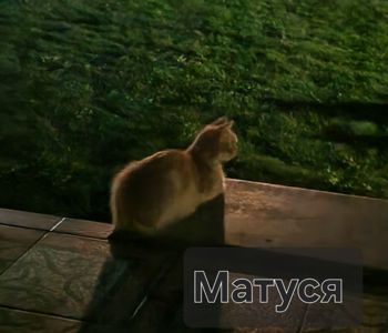 Кошеня хлопчик вік 1 місяць
