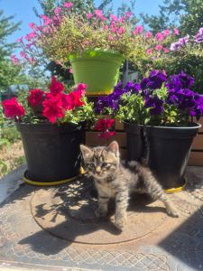 Кошеня мрії 😺