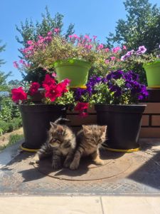 Кошеня мрії 😺