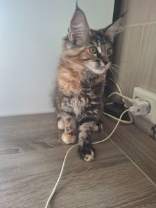 Дівчинка 3 місяці