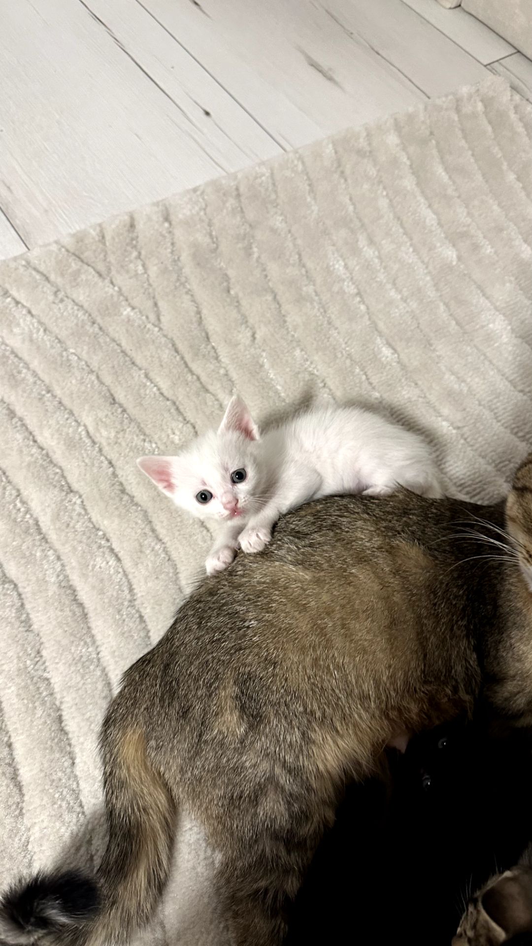 Кошенята 4 котика