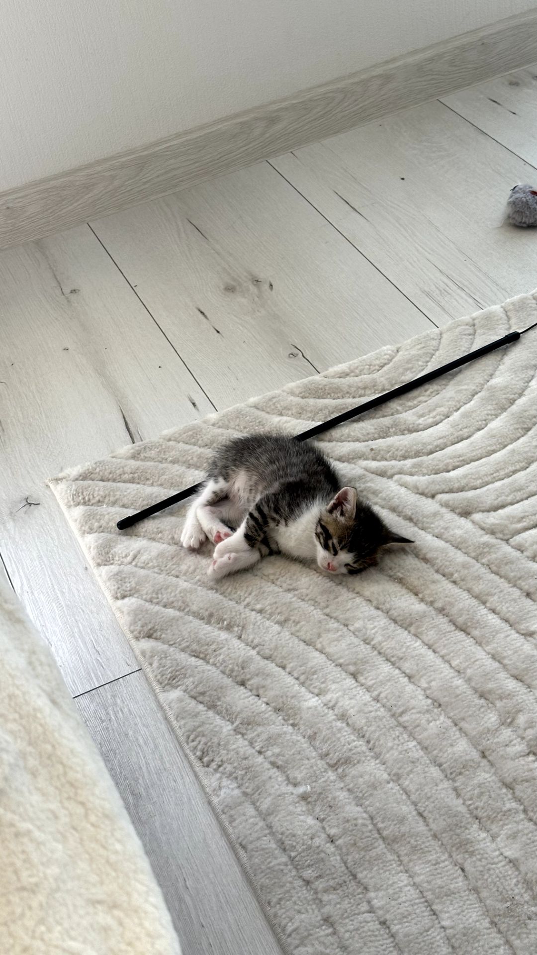 Кошенята 4 котика