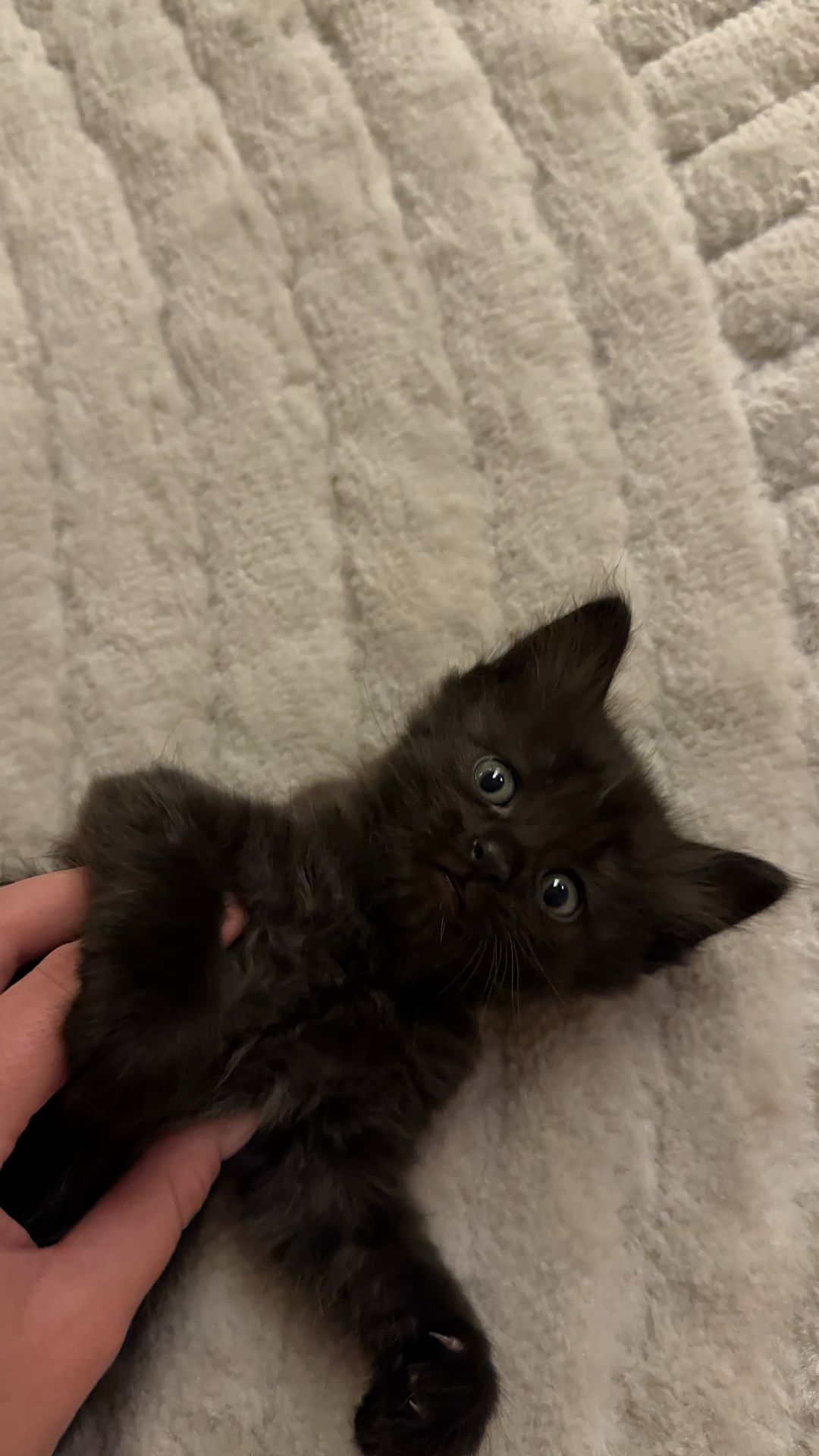 Кошенята 4 котика