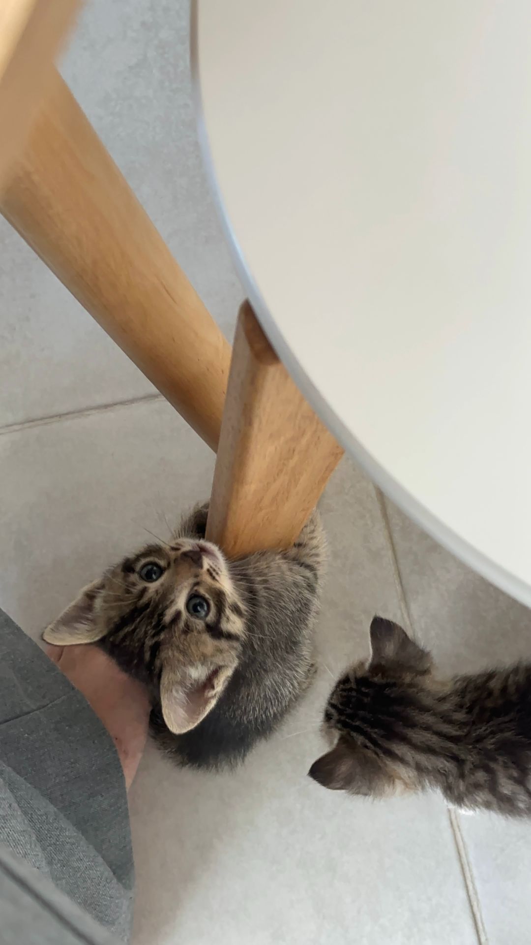 Кошенята 4 котика