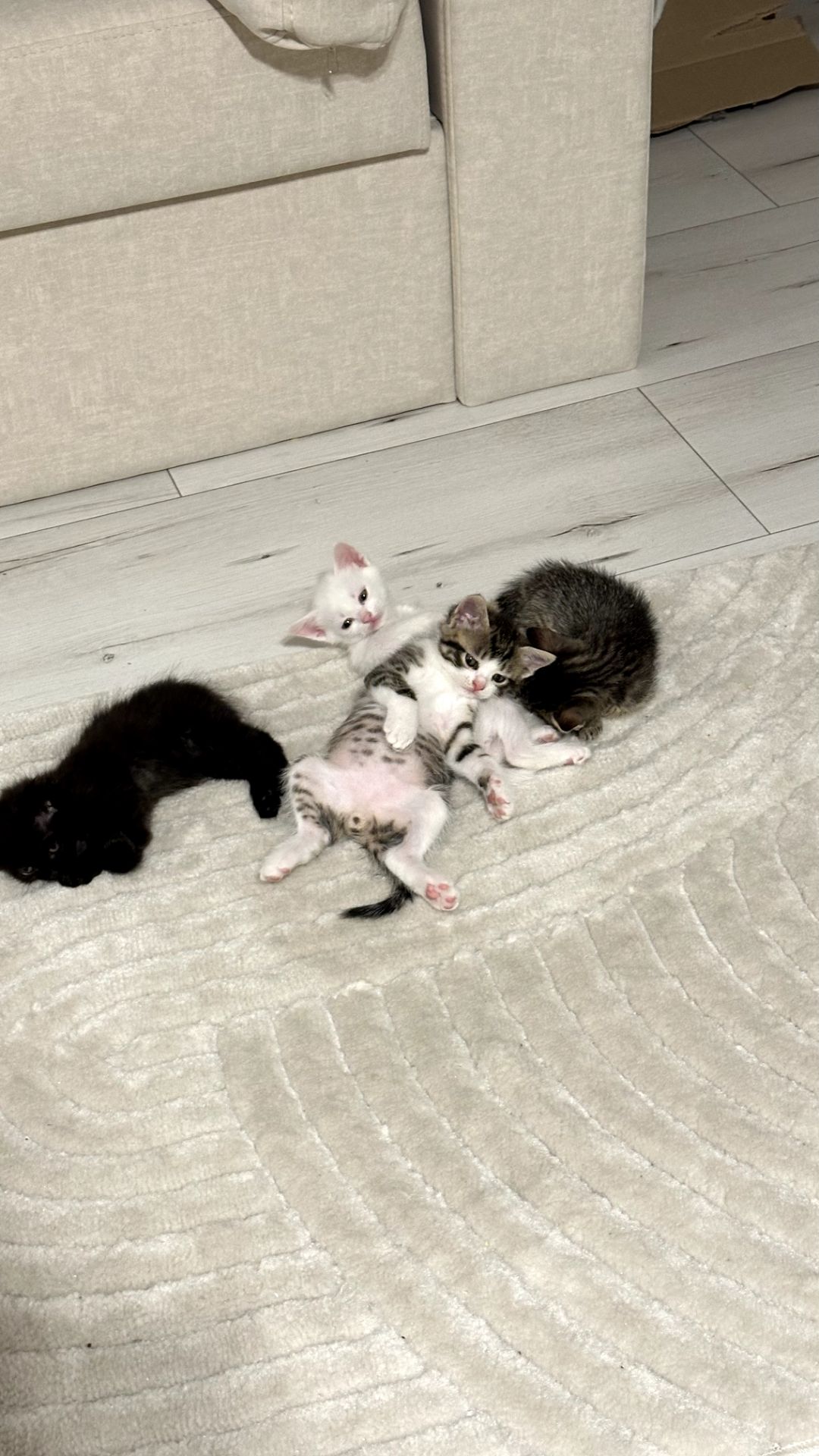 Кошенята 4 котика