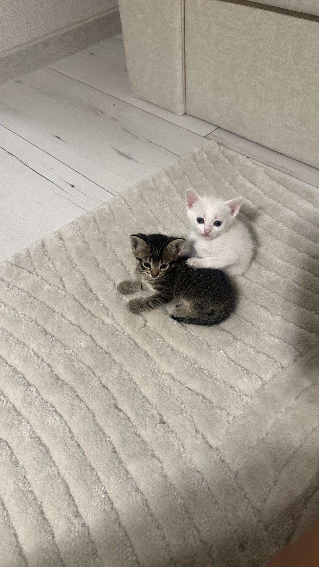 Кошенята 4 котика