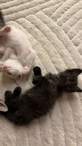Кошенята 4 котика