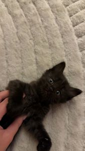 Кошенята 4 котика