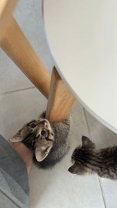 Кошенята 4 котика