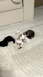 Кошенята 4 котика