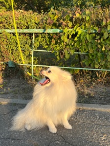 Красуня шукає дім