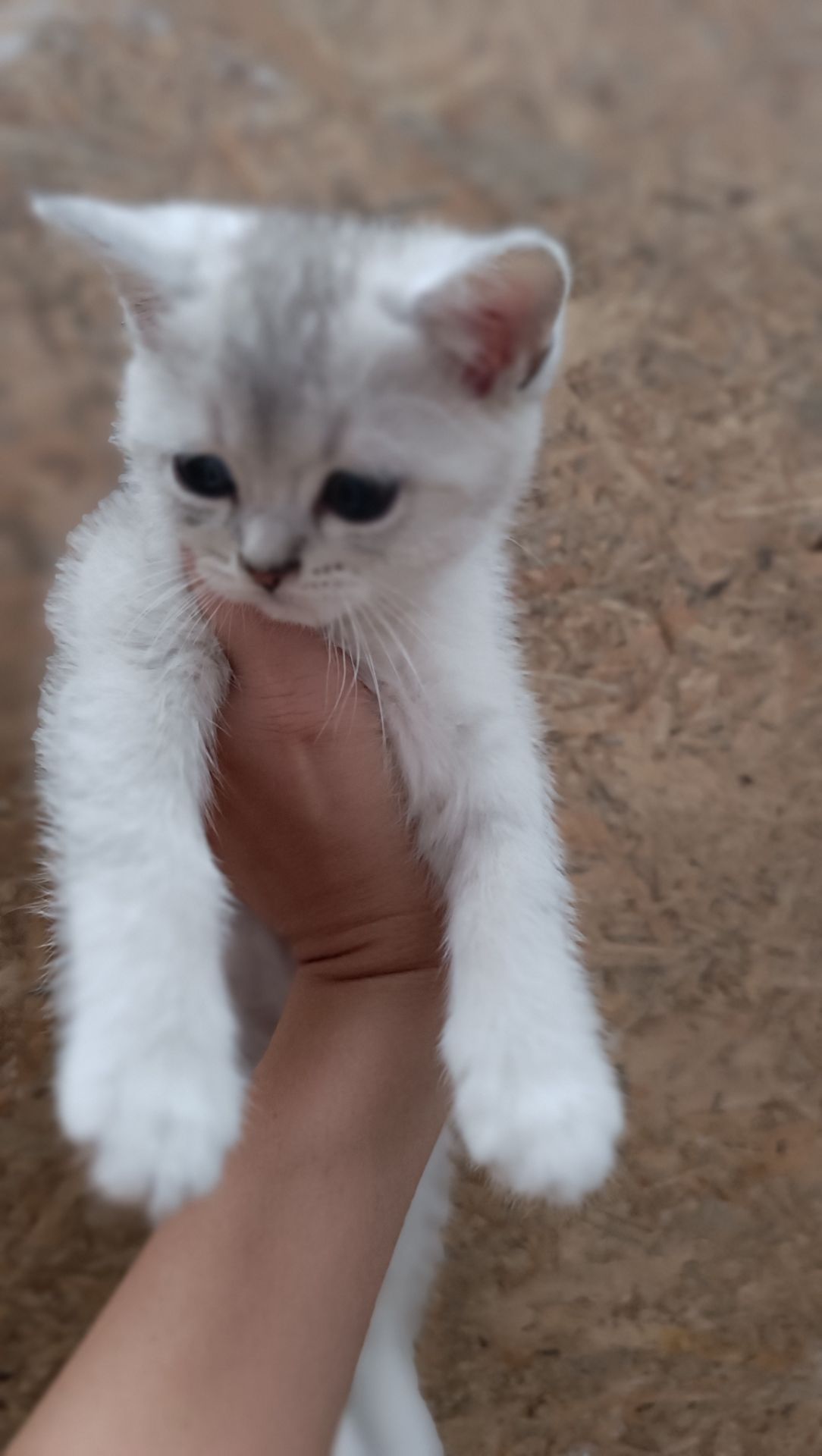 Шотландскі кошенята