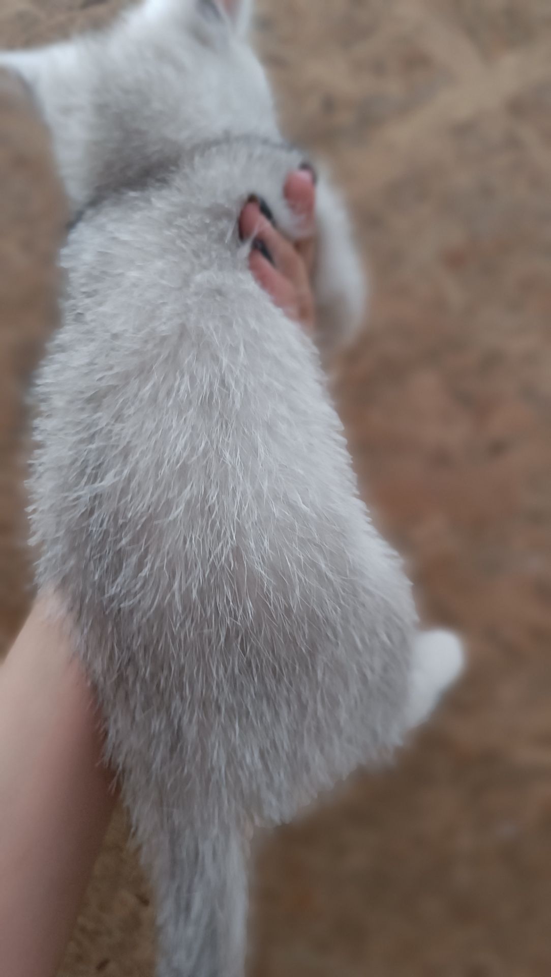 Шотландскі кошенята