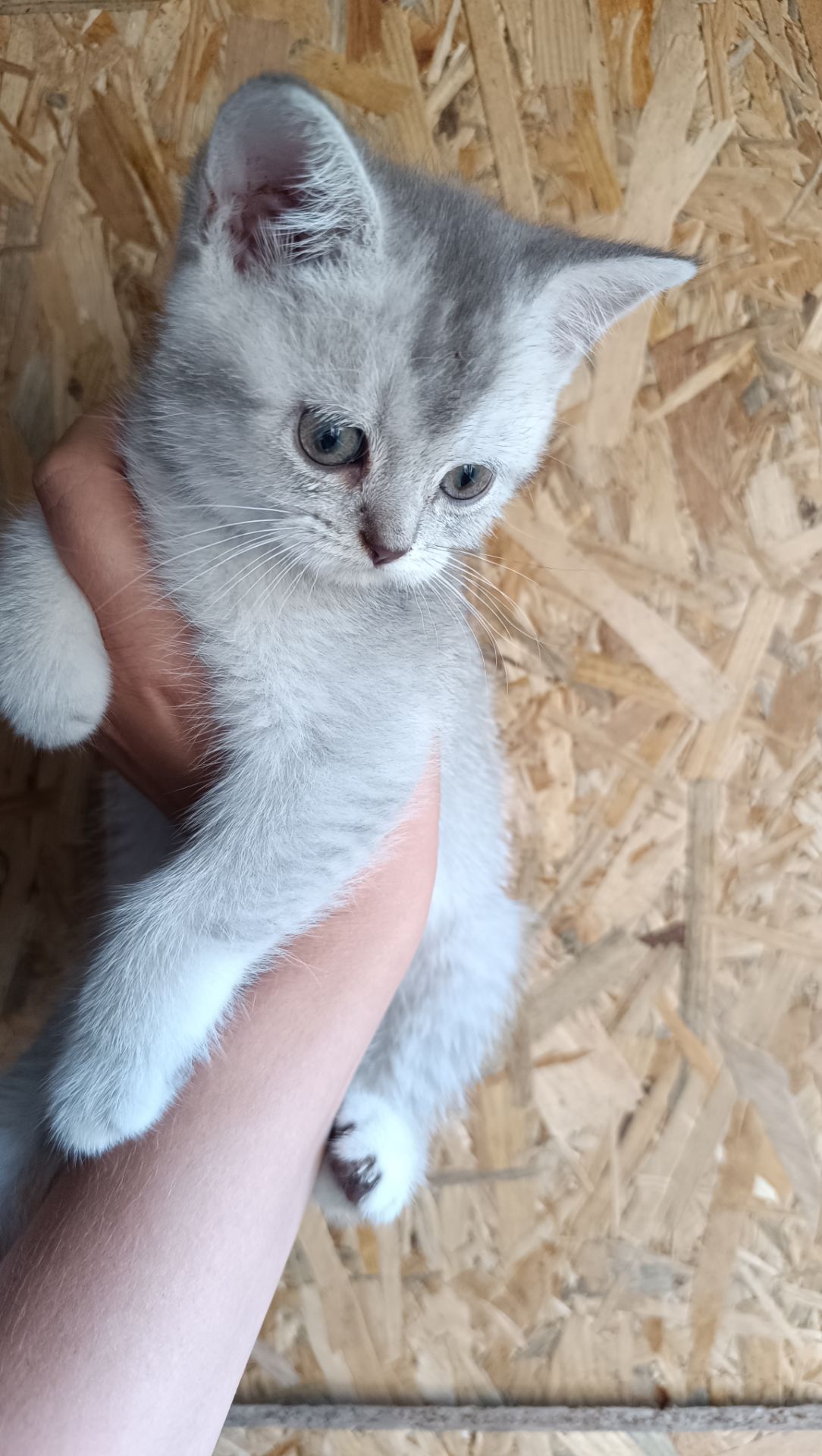 Шотландскі кошенята