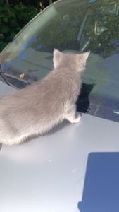 Шотландскі кошенята