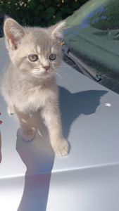 Шотландскі кошенята