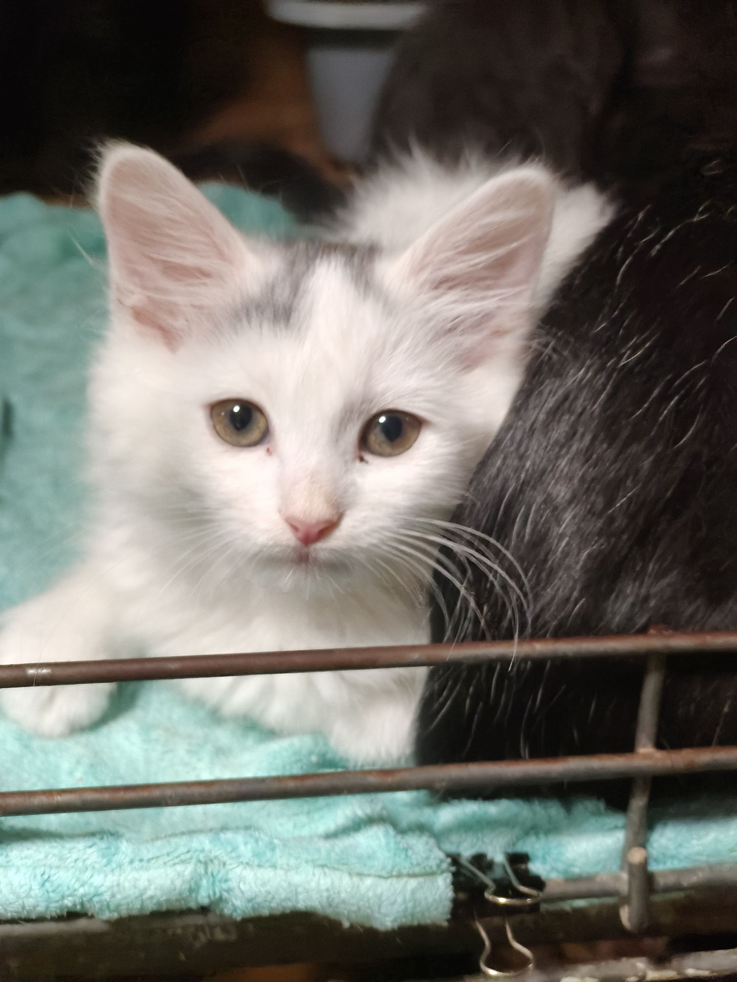 Кошеня, 2,5 місяці