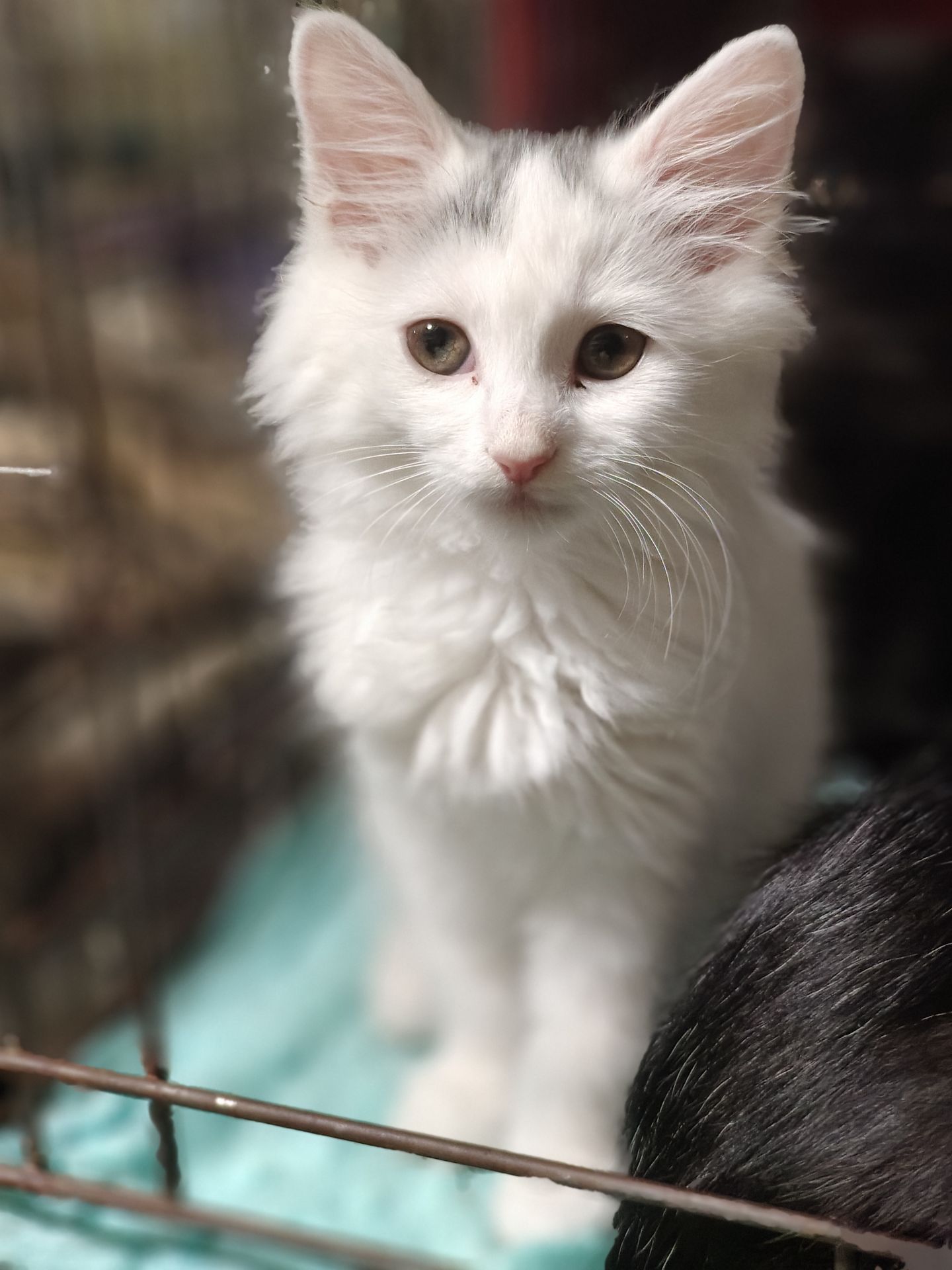 Кошеня, 2,5 місяці