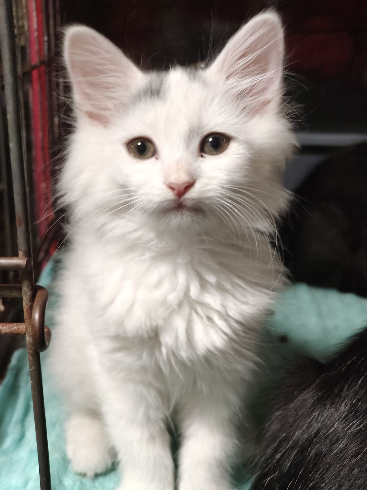 Кошеня, 2,5 місяці