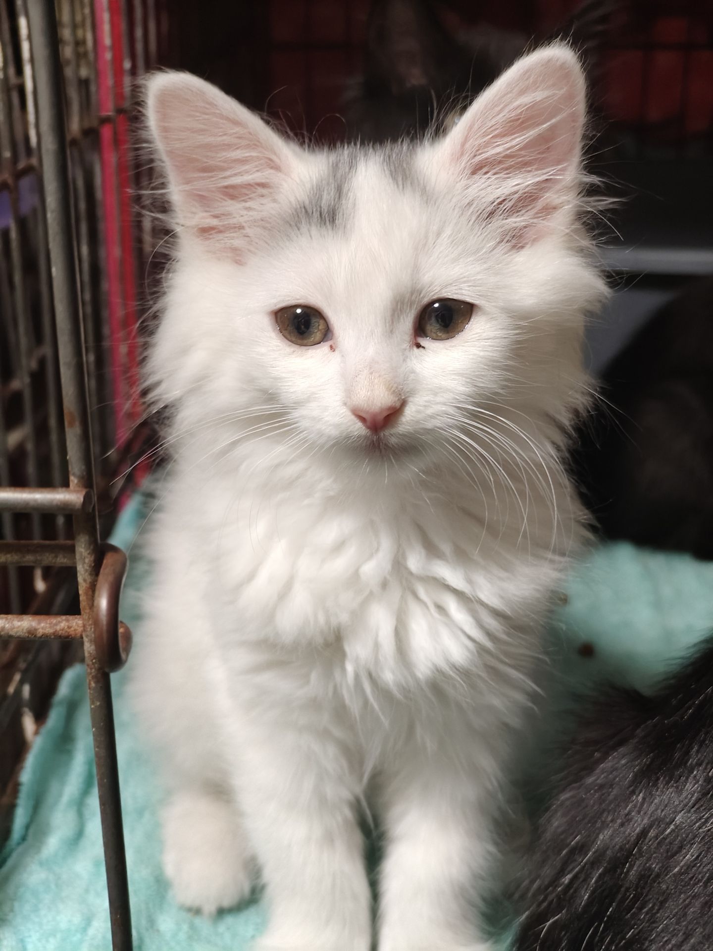 Кошеня, 2,5 місяці
