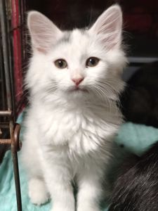 Кошеня, 2,5 місяці