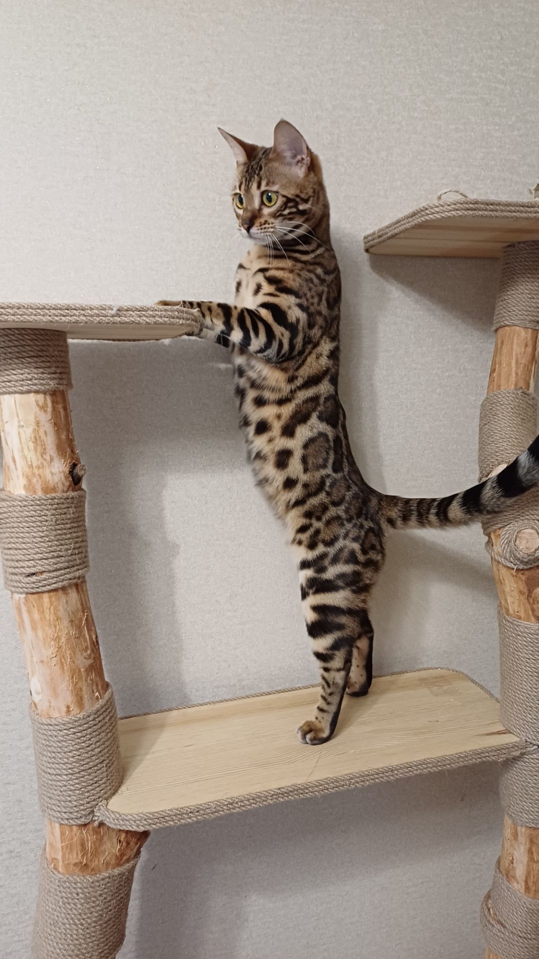 Кошеня бенгал