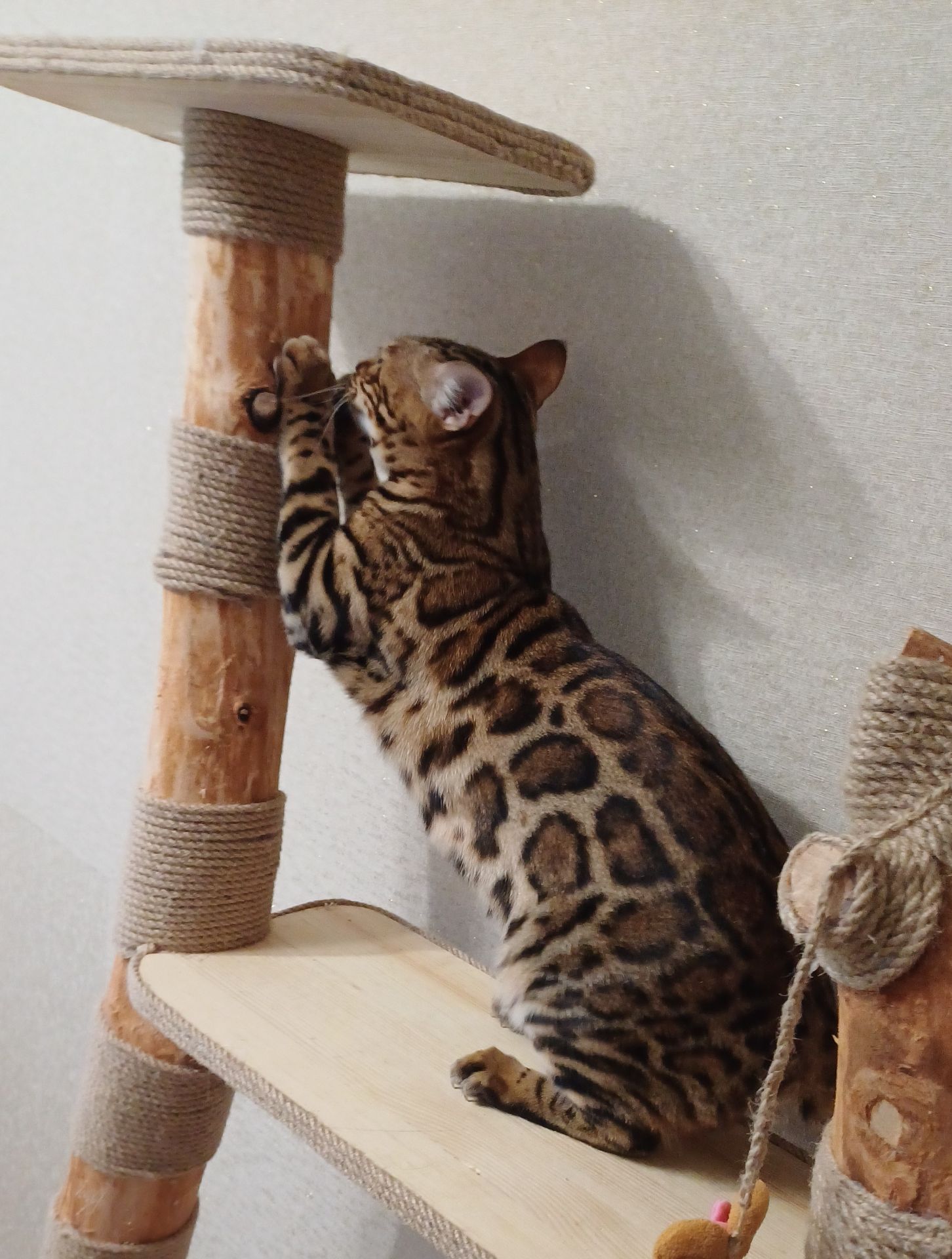 Кошеня бенгал