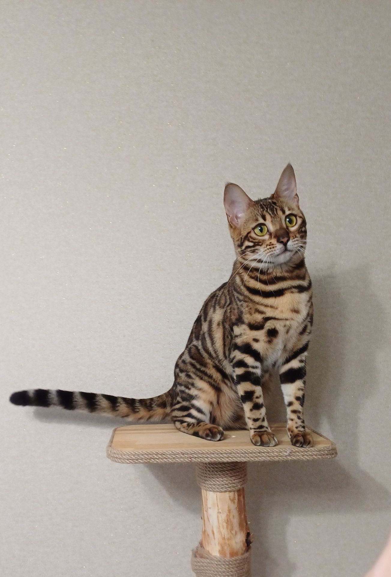 Кошеня бенгал