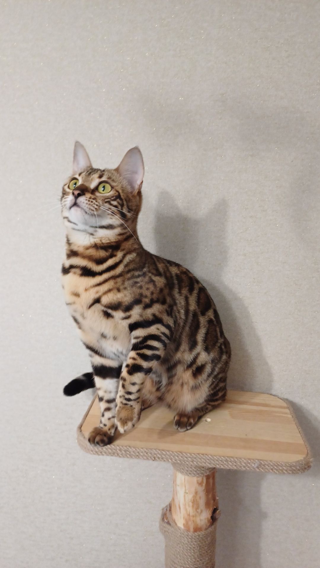 Кошеня бенгал