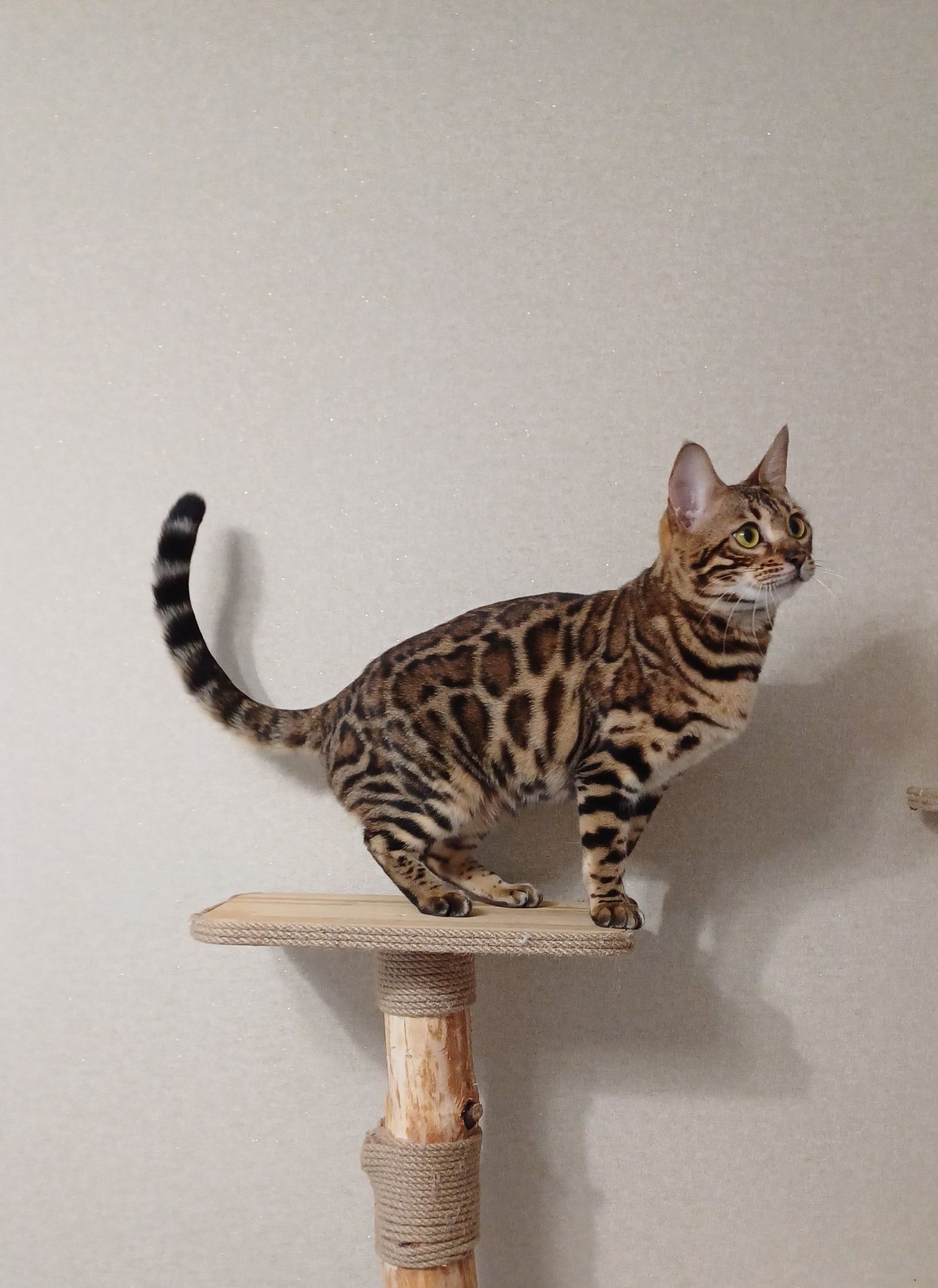 Кошеня бенгал