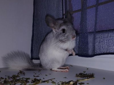 Сріблястий хлопчик шиншила