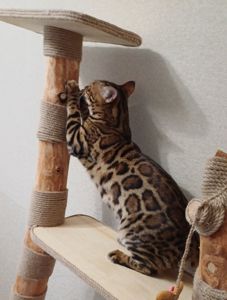 Кошеня бенгал