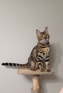 Кошеня бенгал